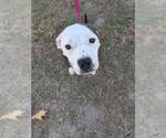 Small Mutt