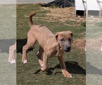 Small #6 Mutt