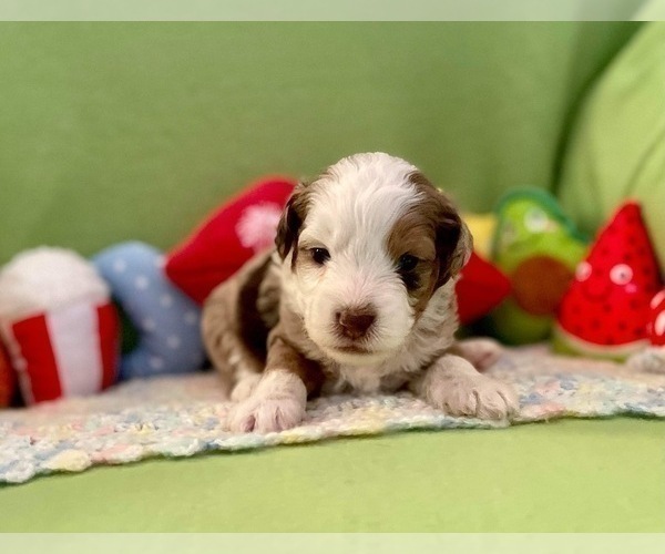 Medium Photo #4 Aussie-Poo Puppy For Sale in BOUSE, AZ, USA