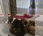 Small #4 Boxer