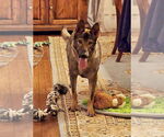 Small #13 German Shepherd Dog Mix