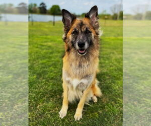 Mutt Dogs for adoption in Montgomery, AL, USA