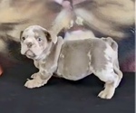 Small Photo #2 English Bulldog Puppy For Sale in PITTSBURGH, PA, USA