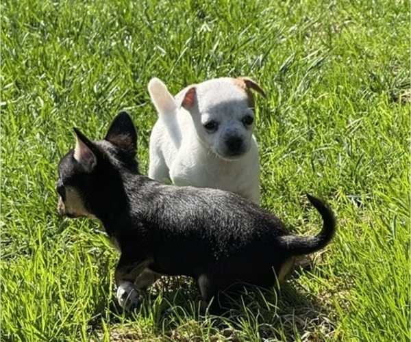 Medium Photo #2 Chihuahua Puppy For Sale in OAKDALE, CA, USA