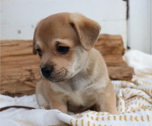 Pembroke Welsh Corgi-Pug Mix Puppy for sale in HONEY BROOK, PA, USA