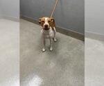 Small Mutt
