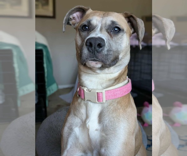 Medium Photo #11 Black Mouth Cur-Unknown Mix Puppy For Sale in Germantown, OH, USA