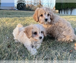 Cavachon Puppy for Sale in GILBERTSVILLE, Pennsylvania USA