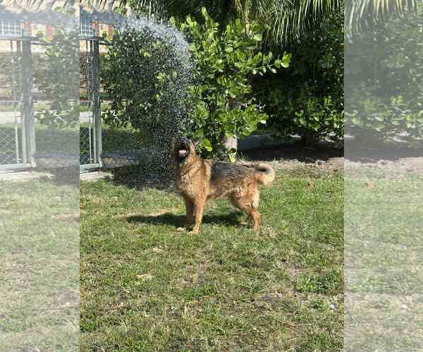 Medium Photo #2 German Shepherd Dog Puppy For Sale in Plantation, FL, USA