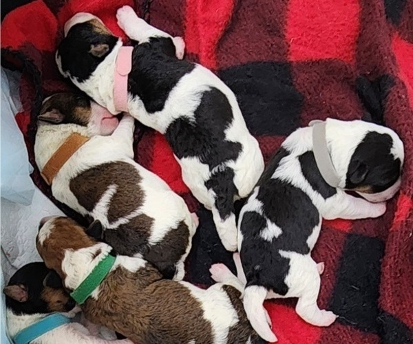 Medium Photo #2 Wire Fox Terrier Puppy For Sale in BURLESON, TX, USA