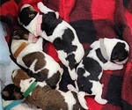Small Photo #2 Wire Fox Terrier Puppy For Sale in BURLESON, TX, USA