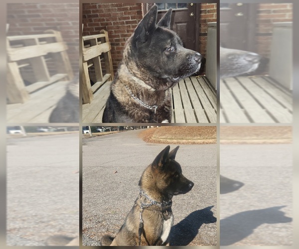 Medium Photo #6 Akita Puppy For Sale in MEM, TN, USA