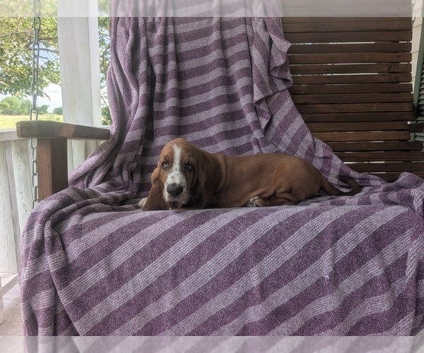 Medium Photo #16 Basset Hound Puppy For Sale in HILLSBORO, TX, USA