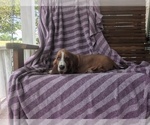 Small Photo #16 Basset Hound Puppy For Sale in HILLSBORO, TX, USA
