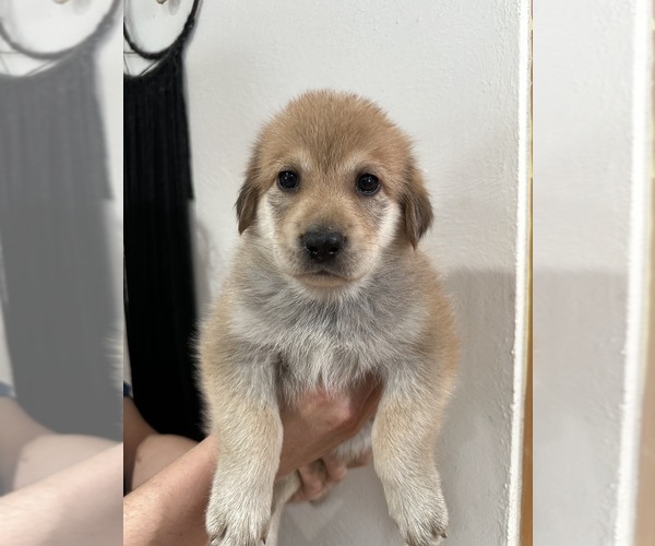Medium Photo #5 German Shepherd Dog-Great Pyrenees Mix Puppy For Sale in DULUTH, MN, USA