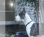 Small Photo #1 Great Dane Puppy For Sale in BEAVERDAM, VA, USA