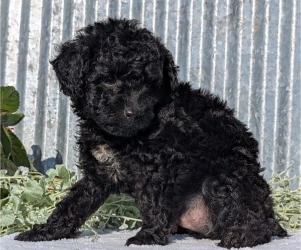 Medium Photo #10 Poodle (Toy) Puppy For Sale in GOSHEN, IN, USA
