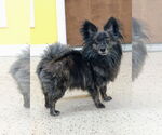 Small #5 Pomeranian