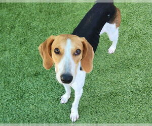 Mutt Dogs for adoption in Raleigh, NC, USA