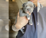 Small Photo #11 American Bully Puppy For Sale in OVERLAND, KS, USA