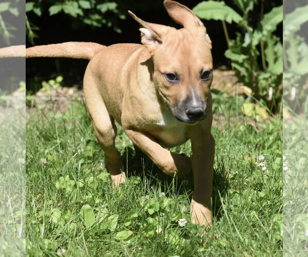 Medium Photo #7 Shepradors Puppy For Sale in Mechanicsburg, PA, USA