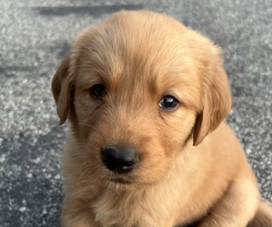 Golden Retriever Puppy for sale in GOSHEN, IN, USA