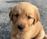 Small Golden Retriever