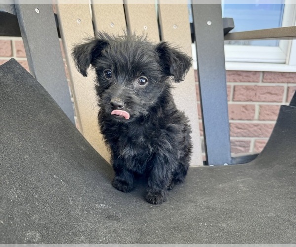 Medium Photo #4 YorkiePoo Puppy For Sale in BREMEN, IN, USA