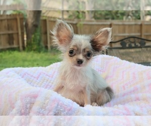Chihuahua Puppy for sale in SAN ANTONIO, TX, USA
