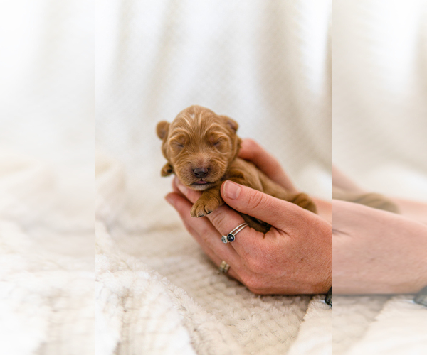 Medium Photo #7 Goldendoodle Puppy For Sale in FREDERICA, DE, USA