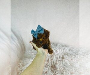 Poodle (Toy) Puppy for sale in TAMPA, FL, USA