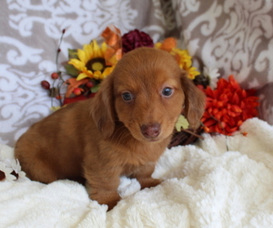 Dachshund Puppy for sale in SHILOH, OH, USA
