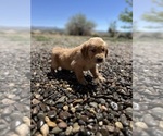 Puppy Olaf Golden Retriever