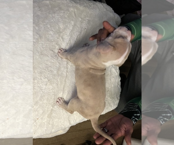 Medium Photo #3 American Bully Puppy For Sale in DUNDALK, MD, USA