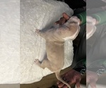 Small Photo #3 American Bully Puppy For Sale in DUNDALK, MD, USA
