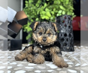 Yorkshire Terrier Puppy for sale in FRANKLIN, IN, USA