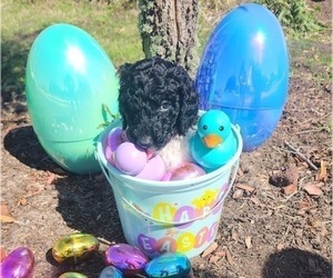 Goldendoodle Puppy for sale in RICHMOND, TX, USA