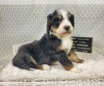 Small Photo #67 Bernedoodle Puppy For Sale in COLORADO SPRINGS, CO, USA