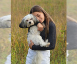 Small Photo #1 Mal-Shi Puppy For Sale in FARMINGTON, MN, USA