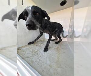 Mutt Dogs for adoption in Houston, TX, USA