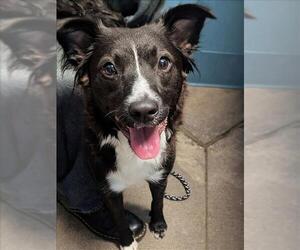 Border Collie Dogs for adoption in Houston, TX, USA