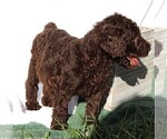 Small Photo #20 Poodle (Standard) Puppy For Sale in LAKE CITY, FL, USA