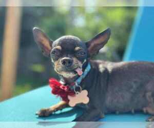 Chihuahua Dogs for adoption in Mundelein, IL, USA