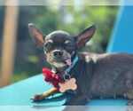 Small Chihuahua
