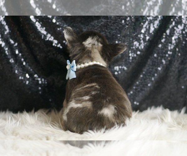 Medium Photo #113 French Bulldog Puppy For Sale in WARSAW, IN, USA