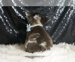 Small Photo #113 French Bulldog Puppy For Sale in WARSAW, IN, USA
