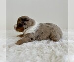 Small #5 Aussiedoodle Miniature -Miniature Bernedoodle Mix