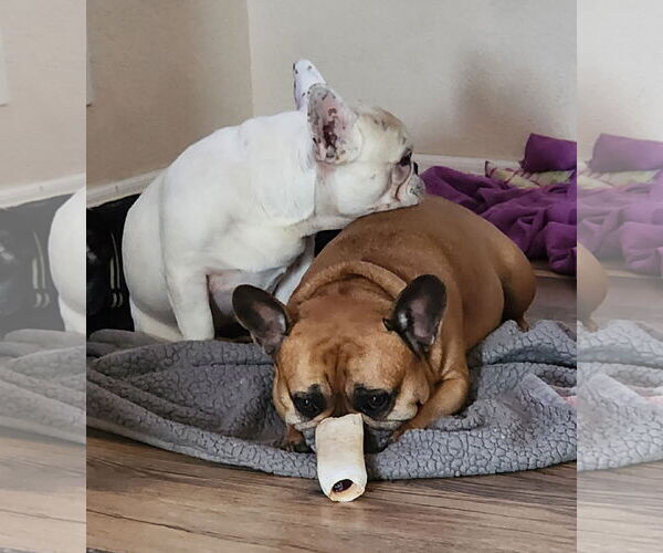 Medium Photo #7 French Bulldog Puppy For Sale in Valrico, FL, USA