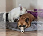 Small #6 French Bulldog
