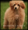 Small Photo #54 Poodle (Miniature) Puppy For Sale in COPPOCK, IA, USA